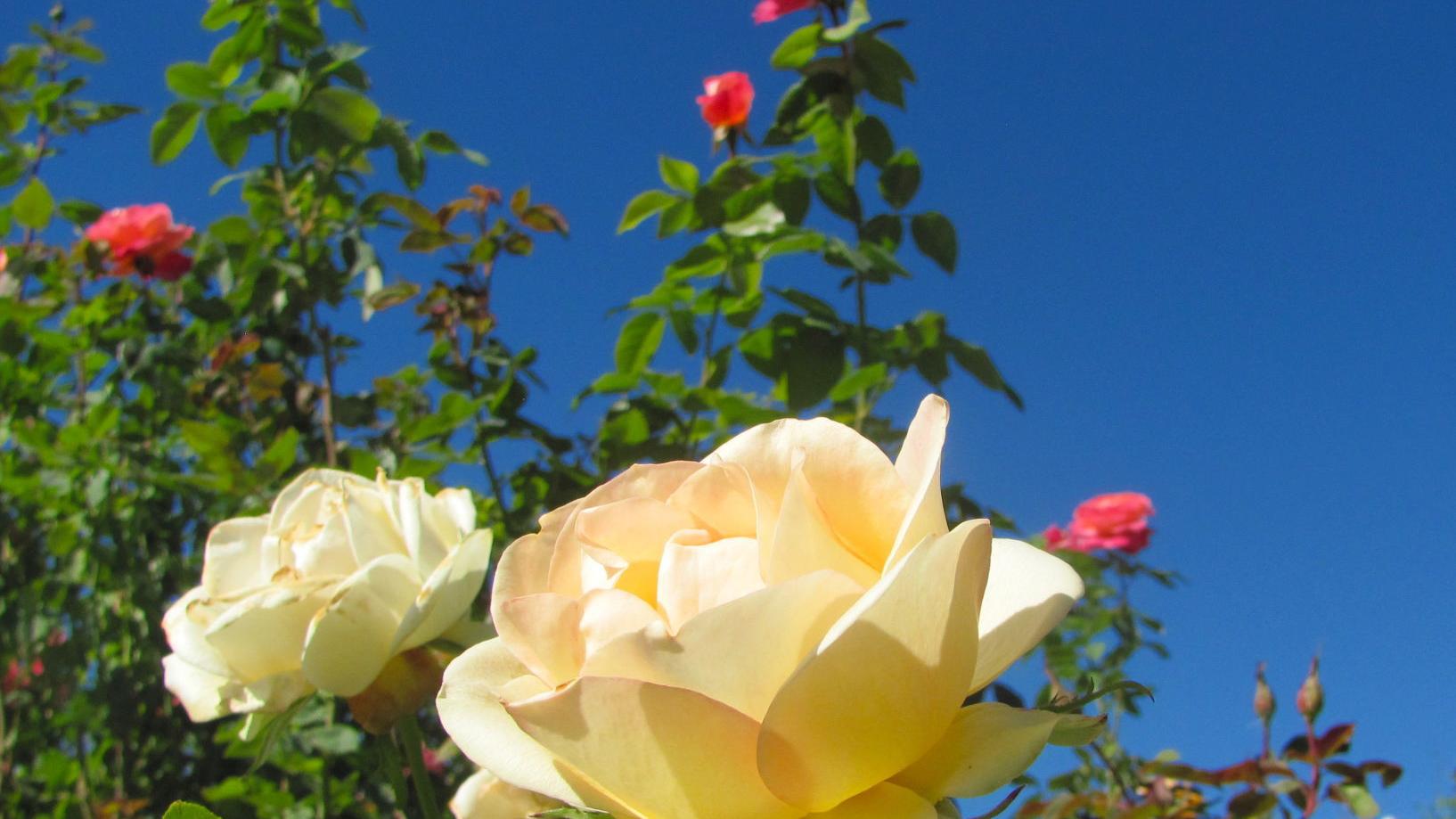 Snow is falling elsewhere, but it's prime time for rose blooms in Tucson
